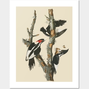 Audubons Ivory-billed Woodpecker Posters and Art